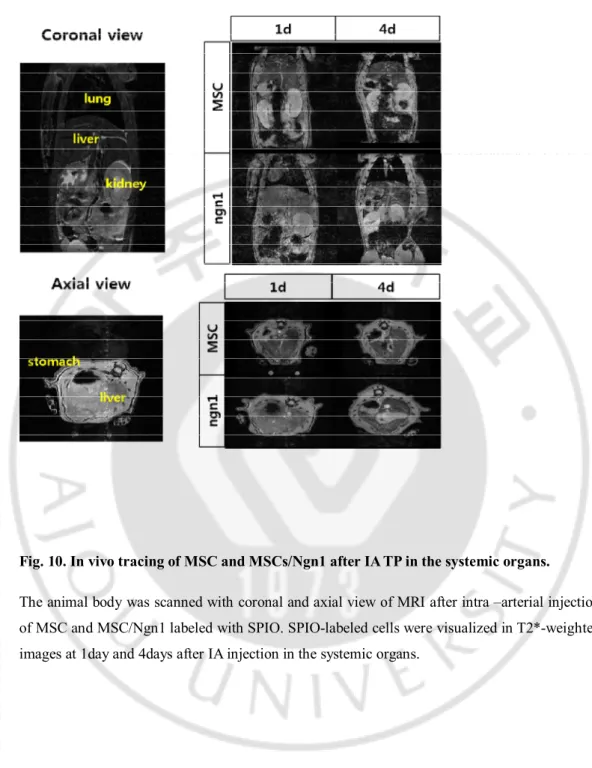 Fig. 10. In vivo tracing of MSC and MSCs/Ngn1 after IA TP in the systemic organs. 