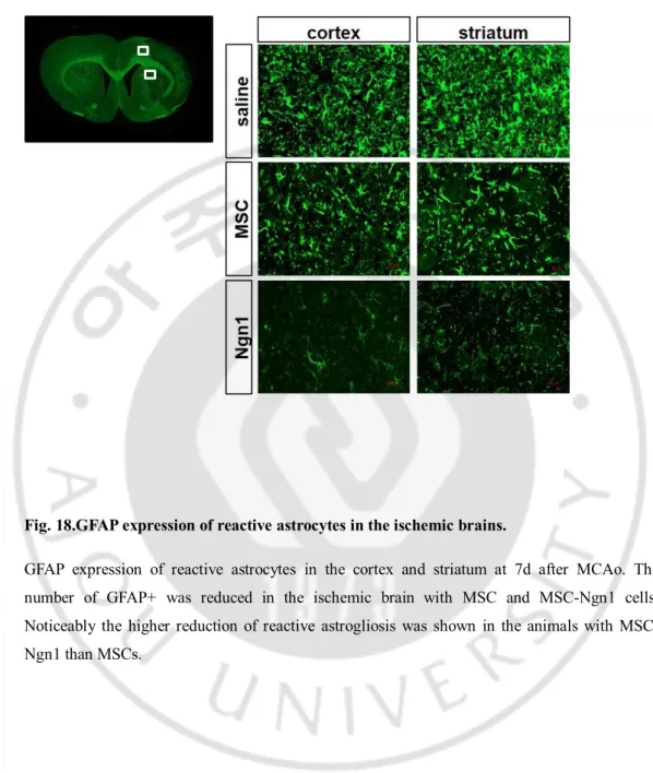 Fig. 18.GFAP expression of reactive astrocytes in the ischemic brains. 