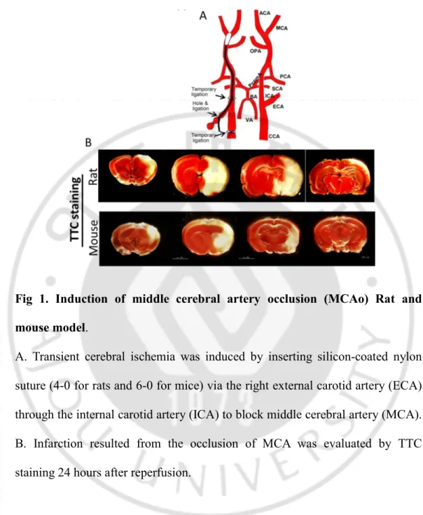 Fig  1.  Induction  of  middle  cerebral  artery  occlusion  (MCAo)  Rat  and  mouse model