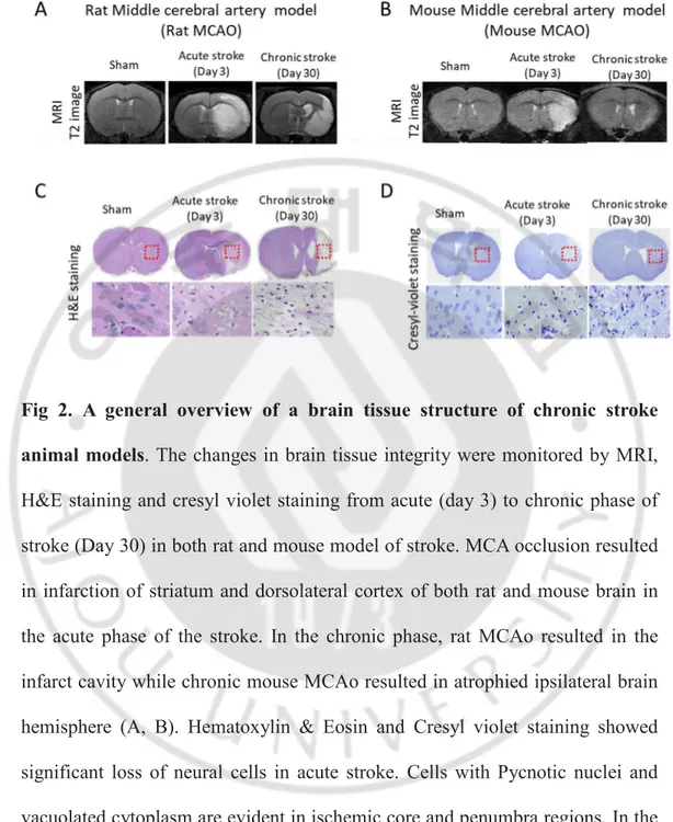 Fig  2.  A  general  overview  of  a  brain  tissue  structure  of  chronic  stroke  animal  models