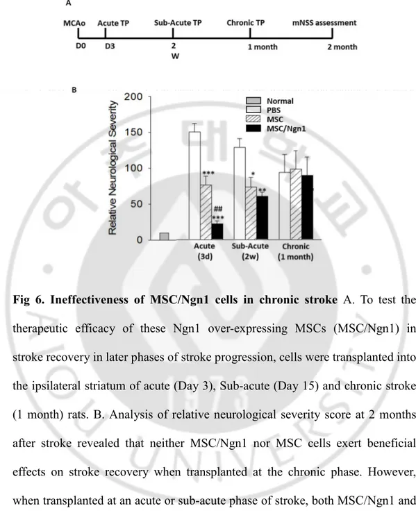 Fig  6.  Ineffectiveness  of  MSC/Ngn1  cells  in  chronic  stroke  A.  To  test  the 