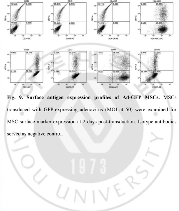 Fig.  9.  Surface  antigen  expression  profiles  of  Ad-GFP  MSCs.  MSCs 