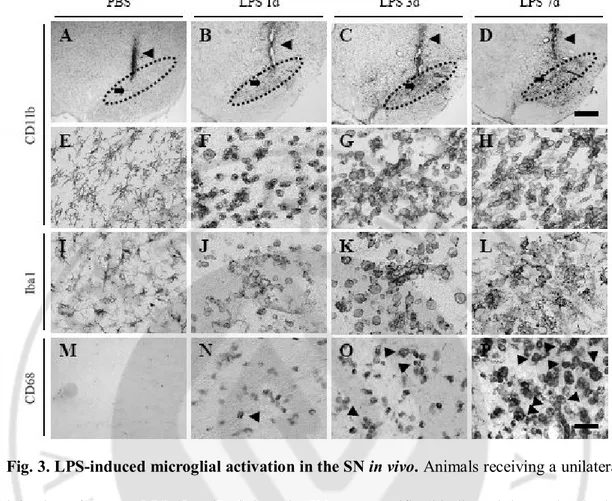 Fig. 3. LPS-induced microglial activation in the SN in vivo. Animals receiving a unilateral 