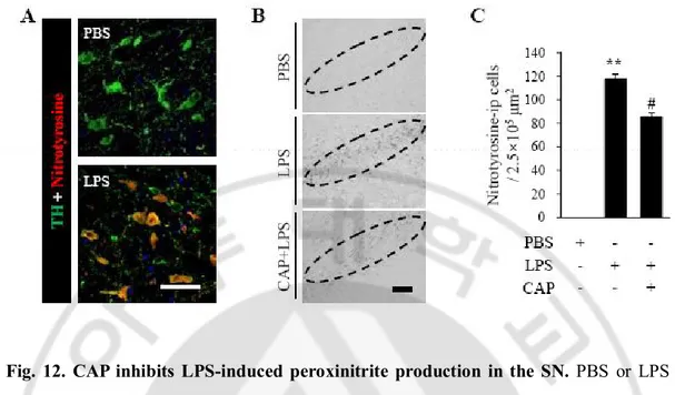 Fig.  12.  CAP  inhibits  LPS-induced  peroxinitrite  production  in  the  SN.  PBS  or  LPS  (5 