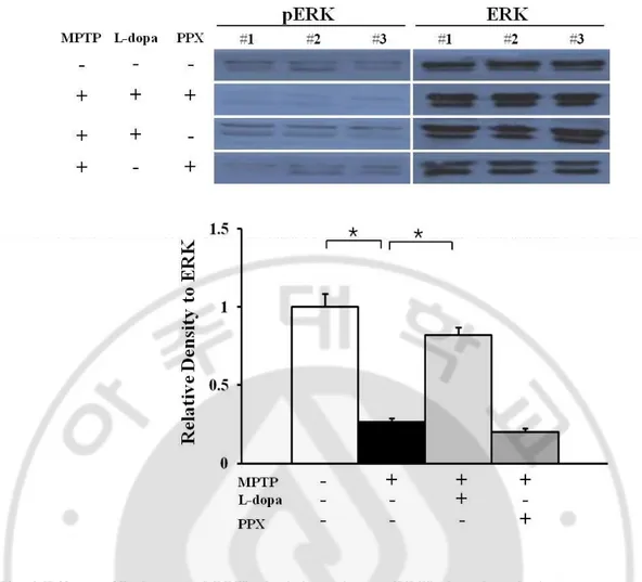 Fig. 2 Effects of L-dopa and PPX administration on ERK phosphorylation.   