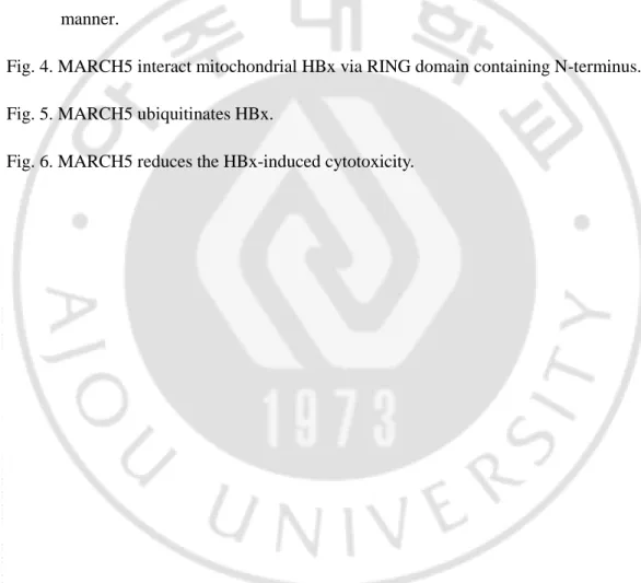 Fig. 1. Differential subcellular localization of HBx in a expression time dependent    manner