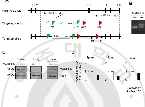 Fig.  1.  Generation  of  heterozygous  MARCH5 +/-   mice.  (A)  Generation  of  heterozygous 