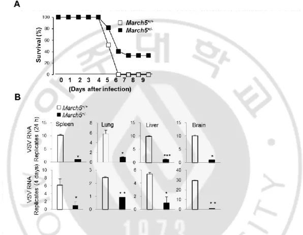 Fig. 2. March5 +/-  mice exhibited low viral replication in response to RNA viral infection