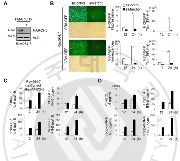 Fig.  4.  MARCH5-deficient  immune  cells  produce  elevated  levels  of  type-I  interferon  and  proinflammatory  cytokines  upon  infection  with  RNA  viruses