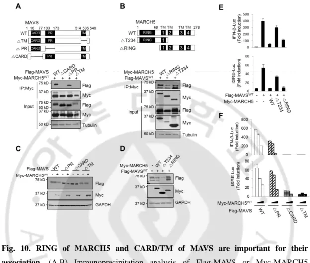 Fig.  10.  RING  of  MARCH5  and  CARD/TM  of  MAVS  are  important  for  their  association
