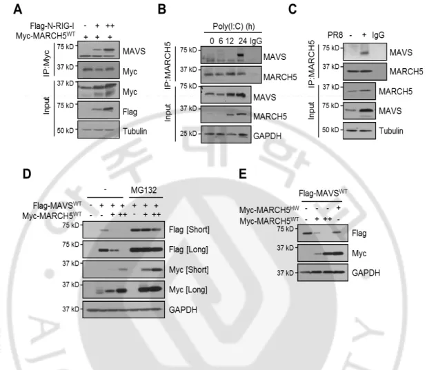 Fig. 11. MARCH5 degradates MAVS through the proteasome-dependent pathway. (A,B) 