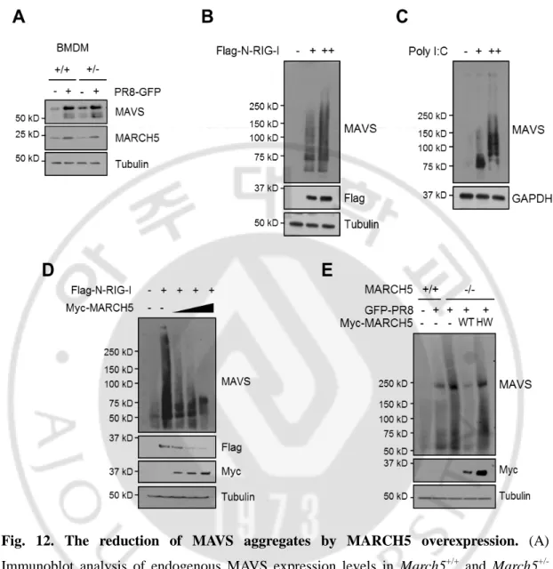 Fig.  12.  The  reduction  of  MAVS  aggregates  by  MARCH5  overexpression.  (A) 