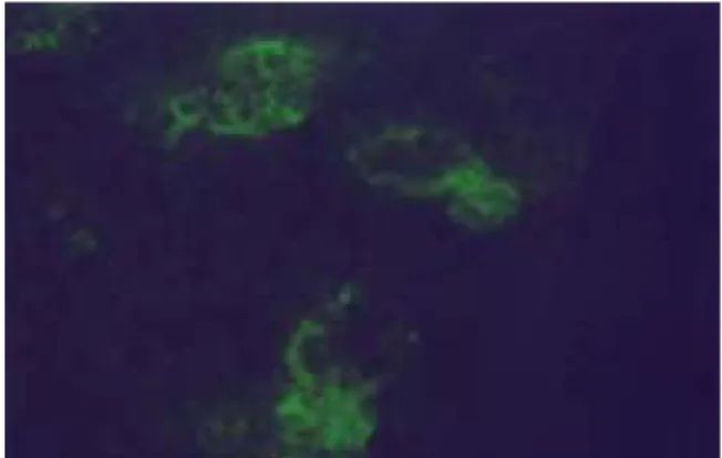 Fig.  9. Fig.  10.