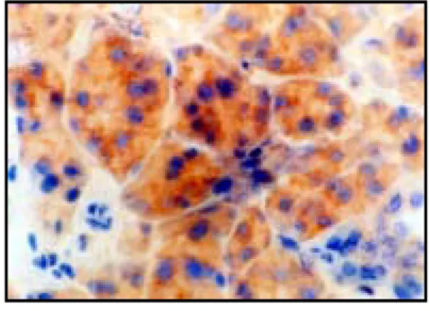 Fig.  15. Fig.  16.