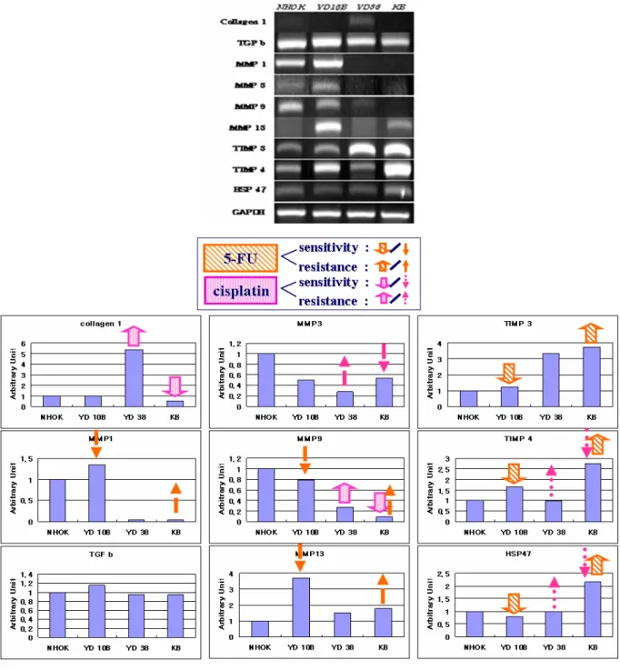 Fig.  6.  mRNA  expression  of  genes  associated  with  extracellular  matrix  in  human  oral  cancer  cell  liens