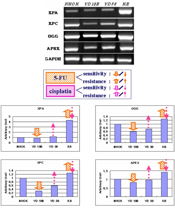 Fig.  2.  mRNA  expression  of  genes  associated  with  mutation  in  human  oral  cancer  cell  liens