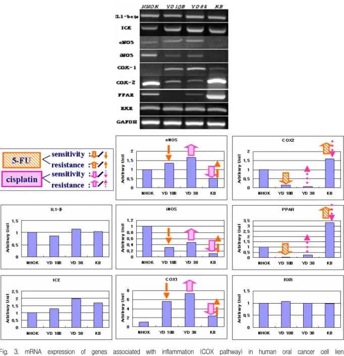 Fig.  3.  mRNA  expression  of  genes  associated  with  inflammation  (COX  pathway)  in  human  oral  cancer  cell  liens
