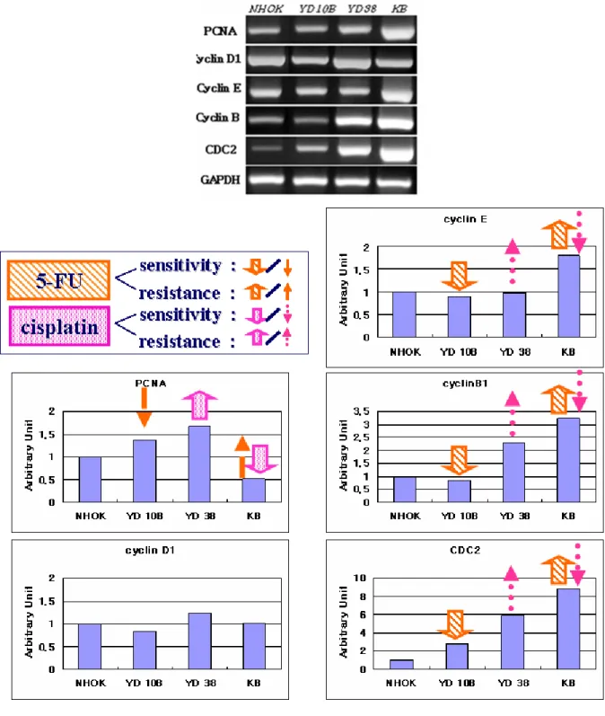 Fig.  4.  mRNA  expression  of  genes  associated  with  Cell  cycle  in  human  oral  cancer  cell  liens