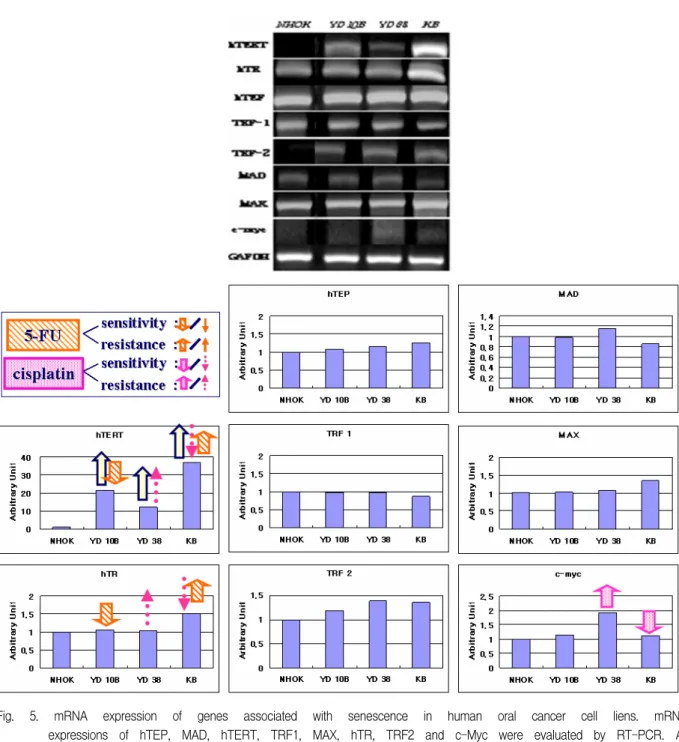 Fig.  5.  mRNA  expression  of  genes  associated  with  senescence  in  human  oral  cancer  cell  liens