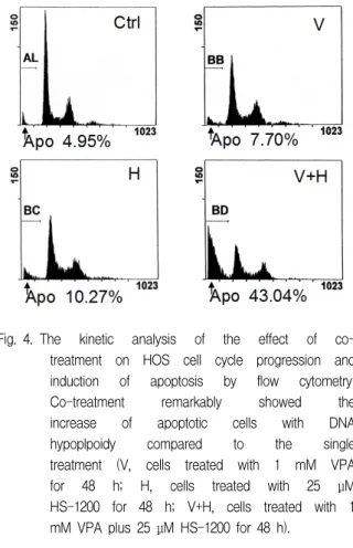 Fig.  3.  Immunofluorescent  micrographs  showing  nuclear  morphology  after  Hoechst  staining