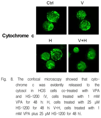Fig.  8.  The  confocal  microscopy  showed  that  cyto- cyto-chrome  c  was  evidently  released  to  the  cytosol  in  HOS  cells  co-treated  with  VPA  and  HS-1200  (V,  cells  treated  with  1  mM  VPA  for  48  h;  H,  cells  treated  with  25  μM  