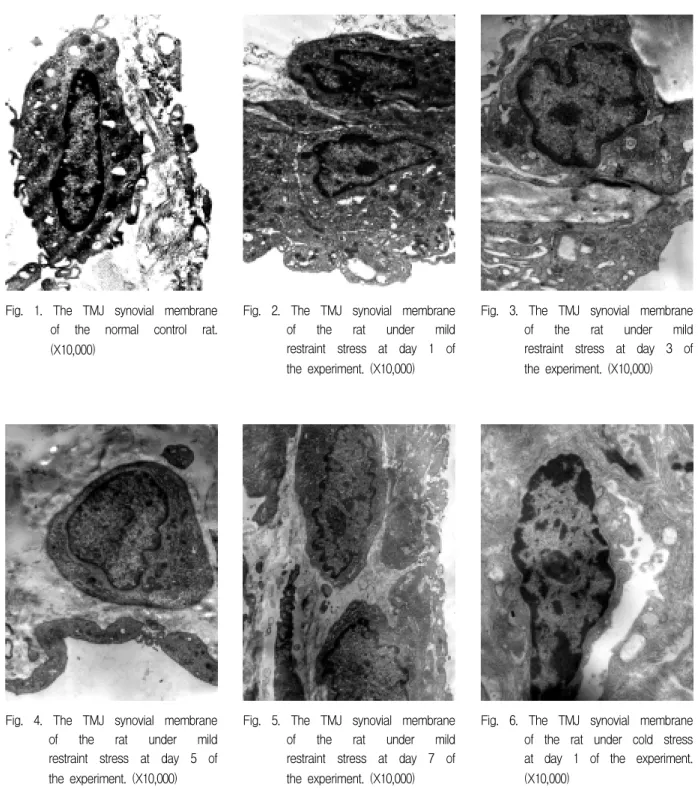 Fig.  1.  The  TMJ  synovial  membrane  of  the  normal  control  rat. 