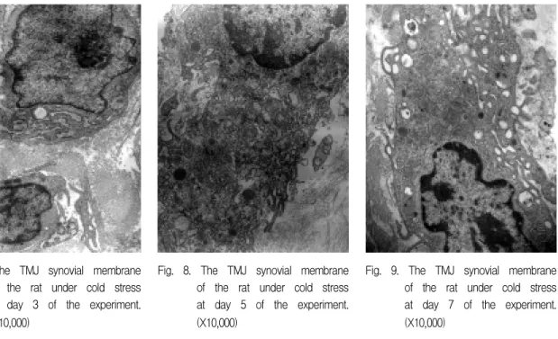 Fig.  8.  The  TMJ  synovial  membrane  of  the  rat  under  cold  stress  at  day  5  of  the  experiment
