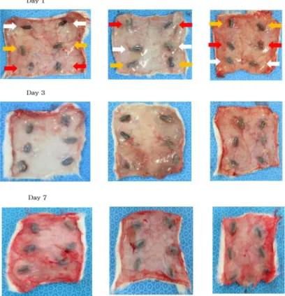 Fig. 7. In SD rat’s skin test, no significant difference was found among the groups.