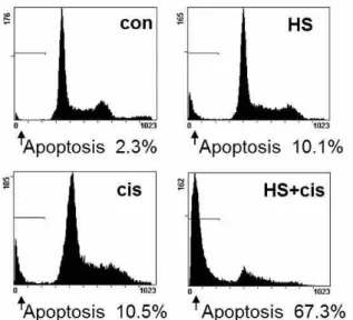 Fig. 7. The confocal microscopy showed that AIF was evidently translocated onto nuclei in SCC25 cells when co-treated with HS-1200 and cisplatin