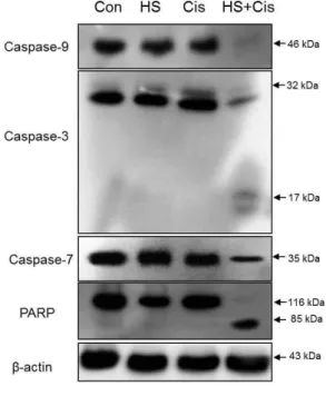 Fig. 11. Western blot analysis showing that the co- co-treatment with HS-1200 and cisplatin in SCC25 cells remarkably induced  Caspase-9, Caspase-3, Caspase-7 and PARP  degra-dations and produced the processed Caspase-3 17 kDa, and PARP 85 kDa cleaved prod