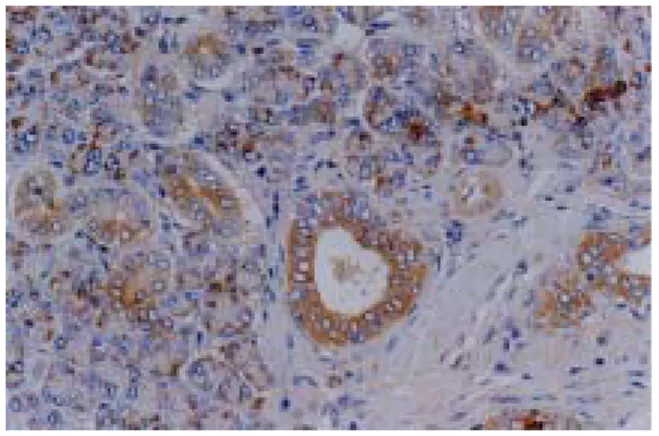 Fig.  7. Fig.  8.