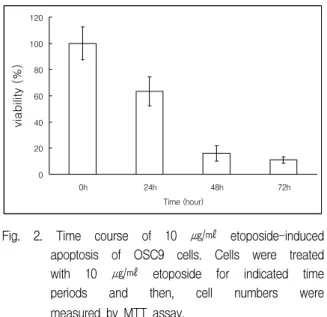 Fig.  4. TUNEL  staining.  OSC9  cells  were  stimulated  with  etoposide  (10  ㎍/㎖)  for  24  h