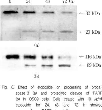 Fig.  5.  The  expression  of  p53  protein  levels.  Cells  were  treated  with  10  ㎍/㎖  etoposide  for  24,  48  and  72  h