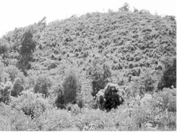 Figure 4. Typical scene of an evergreen forest disturbed by local villagers' encroachment