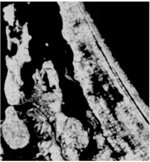 Figure 7.  SAR image 