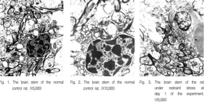 Fig.  1.  The  brain  stem  of  the  normal  control  rat.  (X5,000) 