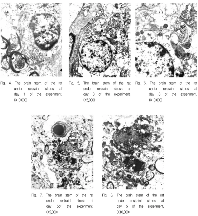 Fig.  6.  The  brain  stem  of  the  rat  under  restraint  stress  at  day  3  of  the  experiment