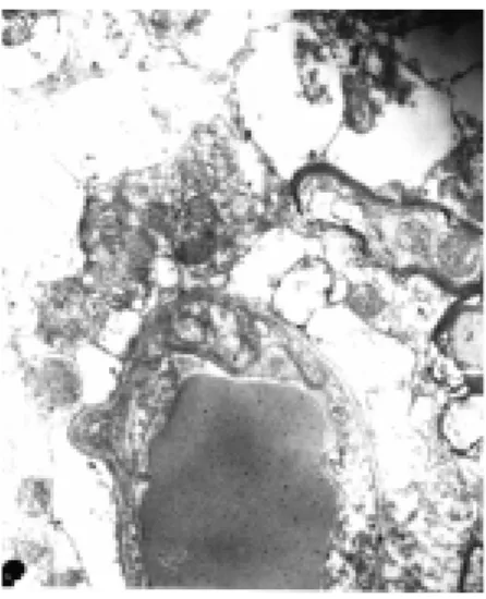 Fig.  9.  The  brain  stem  of  the  rat  under  restraint  stress  at  day  7  of  the  experiment