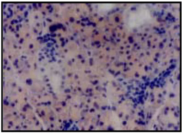 Fig.  1.  Fig.  2.