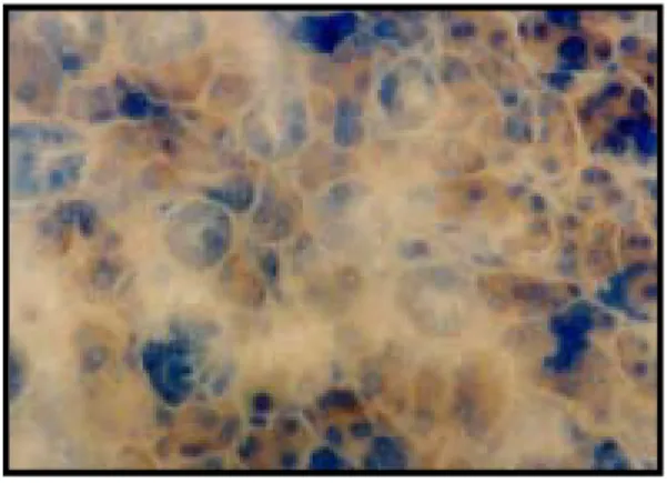 Fig.  7. Fig.  8.