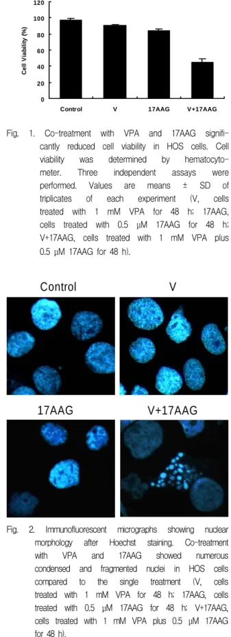 Fig.  2.  Immunofluorescent  micrographs  showing  nuclear  morphology  after  Hoechst  staining
