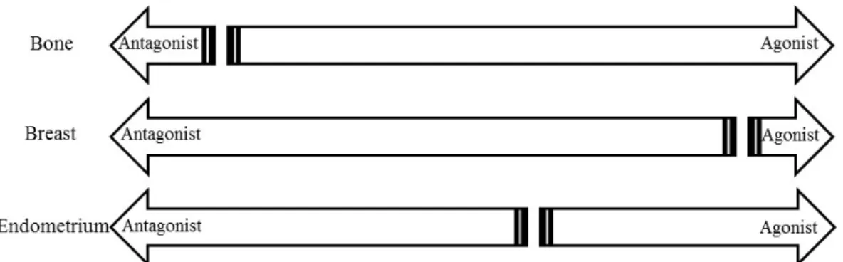 Fig.  5.  Activity  of  SERMs  in  different  target  tissues.  SERMs  exhibit  a  spectrum  of  activities  in  estrogen  target  tissues