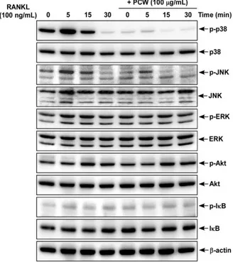 Fig.  4.  Effects  of  Poria  cocos  Wolf  (PCW)  on  RANKL-  nducedsignaling  pathways