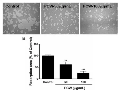 Fig.  5.  Effect  of  Poria  cocos  Wolf  (PCW)  on  bone  resorption.  Mature  osteoclast  were  cultured  on  hydroxyapatite  plates  with  increasing  concentration  of  PCW  for  24  h