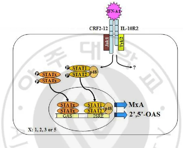 Fig.  2.  Transcriptional  induction  of  MxA  and  2’5’-OAS  by  IFN-λ1.  The  IFN-λ 