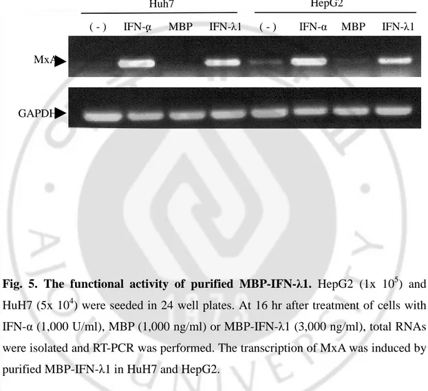 Fig.  5.  The  functional  activity  of  purified  MBP-IFN-λ1.  HepG2  (1x  10 5 )  and  HuH7 (5x 10 4 ) were seeded in 24 well plates