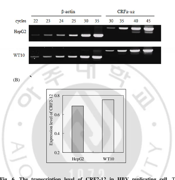 Fig.  6.  The  transcription  level  of  CRF2-12  in  HBV  replicating  cell.  The 
