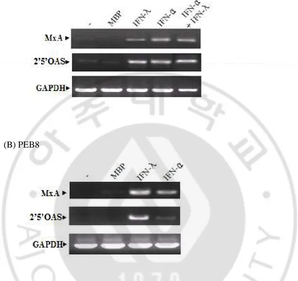 Fig.  8.  The  transcription  of  antiviral  proteins  by  IFN-λ1  in  WT10  and  PEB8