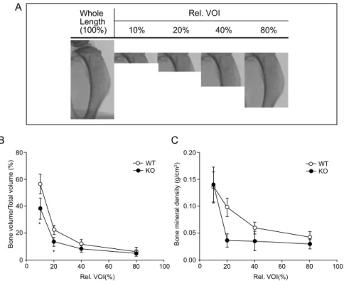 Fig.  1. Illustration  of  the  VOI  at  proximal  tibial  metaphysis  (A),  and  BV/TV  (B)  and  BMD  (C)  values  analyzed  according  to  designated  volume  of  interest