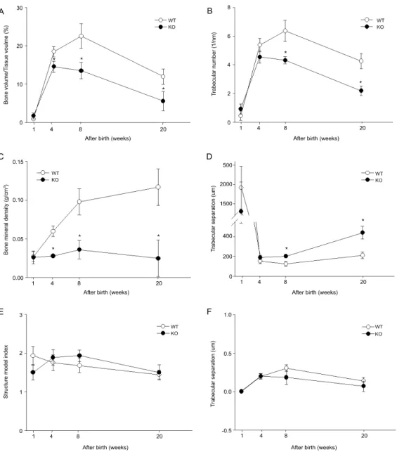Fig.  4. Differences  of  trabecular  microarchitectures  with  aging  in  WT  and  SHP  KO  mice  were  represented  as  follows; 